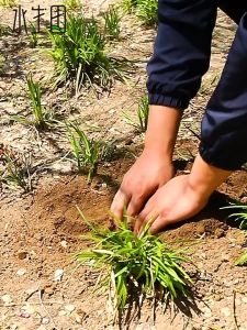 Soil Planting Gloves & Agricultural Planting Tools: A Comprehensive Guide