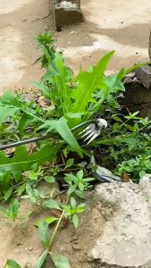 GROSIR ALAT PENCABUT RUMPUT LIAR /CABUT RUMPUT DI HALAMAN VIRAL GAGANG KAYU