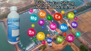 Khoáng Nước Calcium Bổ Sung Thức Ăn Giúp Cứng Vỏ Tôm Ngừa Cong Thân Cho Tôm