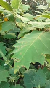 Hạt giống cây cà lông ( gói 50 hạt ) - Seeds1