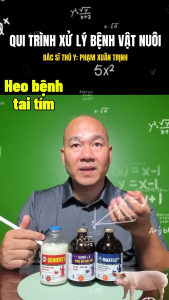 TRỊ TAI XANH TRÊN HEO PRRS (QUINOVET + MAXFLO + GLUCO C)