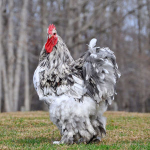 TELUR TETAS AYAM HIAS BRAHMA GIANT CHOCIN HY LINE