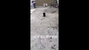 Portable Outdoor Dog Repeller LED Ultrasonic From Dogs Anti Barking Device Laser Dog Repeller Training Device for Safety