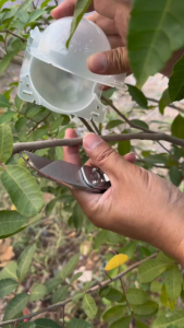 ตูมตนกิ่ง ตูมตนพลาสติก ขยายพันธุ์พืช ตูมตนกิ่ง ตูมตนต้นไม้ ซ้อมได้ สำหรับปลูกต้นไม้