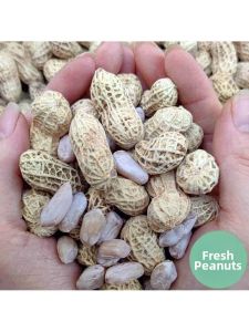 Flavored Peanuts Dried Shell Included Snack