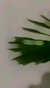 Sticker Toples Lebaran Custom & Segel Kemasan Kue Kering Edisi Idul Fitri