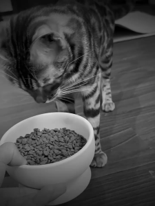 【SG ready stock】Ishtar Grain Free All Life Stages Cat Food 90°C Low Temperature Baked Chicken & Pigeon Kibble Zero Additives Balanced Nutrition for All Breeds Cats