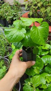 cây giống lá lốt