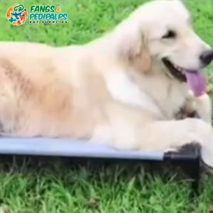 Steel Elevated Pet Mattress Bed for Cat & Dog | Pet Bed