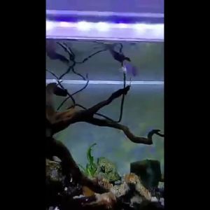 KANDILA Lampu Led Celup Aquarium KANDILA Z 2 BARIS DOUBLE DOBEL LED 20 30 40 50 60 Cm Aquascape