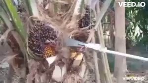 เสียมแทงปาล์มน้ำมัน เคียวปาล์ม ใบเลื่อย ความยาวรวมคนเก็บเกี่ยว 4.80 ม. สินค้ายอดนิยมขายดี มีอนุสิทธิบัตรห้ามละเมิด ไทยนต์การเกษตร