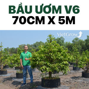 Bầu ươm V6 - VietGrow Chiều Cao 70cm