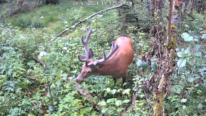 กล้องวงจรปิดใส่ซิม TrackMix LTE Plus 2 with Reolink Solar Panel Plus 24/7 Continuous Recording