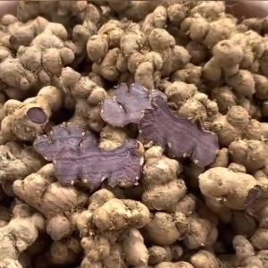 200g GỪNG ĐEN( NGẢI ĐENNGẢI TÍM) ĐÀO Ở RỪNG LOẠI LÂU NĂM. 100% không pha trộn hàng trồng