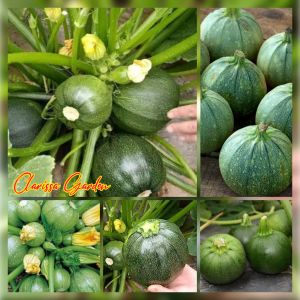 10 BUTIR BIJI/BENIH TANAMAN ZUCCHINI HIJAU BULAT