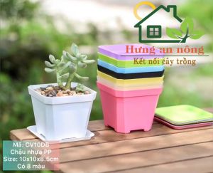 CV10DB - Chậu nhựa dầy chất liệu PP trồng sen đá xương rồng bonsai ( không kèm dĩa lót )