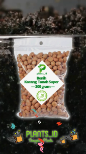 Bibit Kacang Tanah Unggul: Meningkatkan Produksi Pertanian dan Tanaman