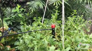 Combo 10 Que cắm nhỏ giọt 8 tia điều chỉnh lưu lượng Béc nhỏ giọt 8 tia que cắm + khớp nối 6mm tưới gốc cây