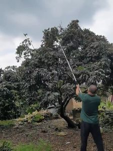 ☛กรรไกรตัดกิ่ง☚XXYอุปกรณ์ตัดแต่งกิ่งมืออาชีพ กรรไกรตัดกิ่งไม้ด้ามยาว กรรไกรตัดกิ่งไม้ กรรไกรสแตนเลส SK5 อุปกรณ์ตัดแต่งกิ่งมืออาชีพ กรรไกรตัดกิ่งไม้ด้ามยาว