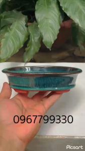 4 Chậu trồng sen đá sương rồng cây bonsai trồng cây mini