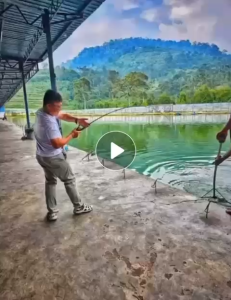 EXTEND SHARK TWELVE SHARK 12 SPINNING / BC