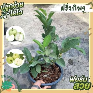 ต้นฝรั่งกิมจู 100cm พื้นพลาสติก ส่งพร้อมกระถาง ติดดอกติดลูกทุกต้น เพื่อให้คุณสามารถทำการติดตั้งได้ง่ายขึ้น รับประกันสายพันธ์ ลูกดก ผลไม้มงคล ขนาดของผลเป็น 100cm