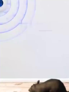 VIVA เครื่องไล่หนู ไล่หนูถาวร ไล่แมลงอัลตราโซนิกรอบทิศทาง ภายใน10000m ไม่มีหนู งู ตะขาบ แมงมุม ไล่จิ้งจกฯลฯ ที่ไล่หนูไฟฟ้า ไล่หนู ได้ผล100% เครื่องไล่หนูsonic ไล่หนูไฟฟ้า ไล่หนูบนเพดาน เครื่องไล่หนูไฟฟ้า