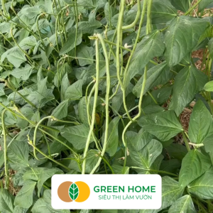 Hạt Giống Đậu Đũa Siêu Dài GreenHome Gói 10g~50 hạt Dễ Trồng Quanh Năm Nảy Mầm Cao T39