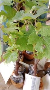 BIBIT ANGGUR IMPORT GALAHAD