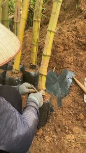 cây tre vàng tre vàng sọc xanh (tre ngà) giống -cây vừa làm cảnh vừa thu măng - cây giống tách khóm gốc mẹ