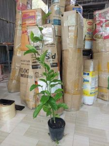 cây chanh dây ngọt siêu trái