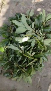 Alat Penjualan E-Commerce untuk Produk Super Valid: Entress Alpukat Cuba