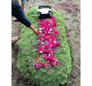 MURAH!! RUMPUT PEKING / JEPANG UK. 50×50 CM (TERLARIS)