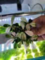 บูเซป Bucephalandra Pink Malawi ขายเป็นพอต สีชมพูปนขาวหวานๆ จะมี 3 ยอด รับประกันตลอดขนส่ง เลี้ยงง่ายเหมือน อนูเบียส anubias. 