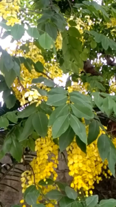 golden shower Palucheba
