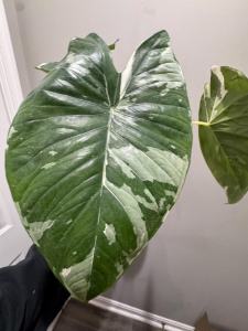 Alocasia scalprum albo variegatedด่างขาว จำหน่ายแบบไข่เพาะชำ ส่งชำในถ้วยอบอย่างดี