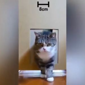 Tinh Dầu Quế Xịt Đuổi Mèo EcoPet - Chai 100ml Tiện Dùng Bay Hơi Nhanh Lưu Hương Lâu Từ Vỏ Cây Quế Lành Tính - PusSoul