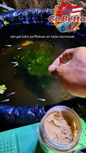 🇸🇬 Fish Food Fry Powder LE FISH 100g | Essential Amino Acid High Protein Micro Formula for Betta Guppy Goldfish Louhan Fry | Rapid Growth Acceleration & Survival Rate Support 75–80% | Ultra Fine Powder for 4 Day Old Baby Fish | Premium Breeder Nutrition