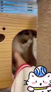 Cats no longer climb cars Drive away all cats in 1second cat repellent outdoor penghalau kucing ubat halau kucing cat repellent gel berak halau kucing 防猫神器 驱猫膏 驱猫神器