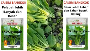 Benih Bibit Sawi Manis Hijau Biji CAISIM BANGKOK 25 gram Cap You Seed