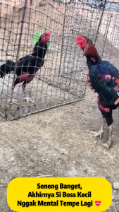 [PAKET 2] ULTIMATE Kamlang Ayam Aduan Jamu Ayam Aduan Vitamin dan Suplemen Ayam Untuk Mental Stamina Power Pukulan Tadah Original Dari Thailand