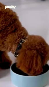 Pate Cho Chó Poodle Trưởng Thành Royal Canin Poodle Adult Wet 85g