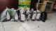Syahrul garage