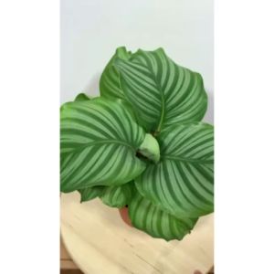 [Live Plant] CVF Calathea Orbifolia Apple
