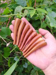 Pipa cangklong kayu gali kelor emas mini