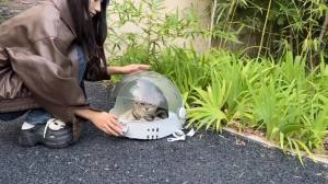 Dog carrier bag cat backpack Pet Carrier Cat Carrier For Cat Bag Pet Carrier Cat Bag Carrier Internet celebrity cat bag portable supplies 宠物背包