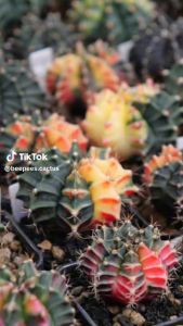 Beepees cactus ยิมโนด่าง กล่องยิมโนด่าง 10 ต้น ส่งแบบถอดกระถาง