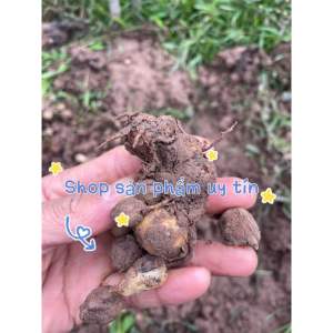 củ tam thất lá xanh ( 1 củ giống)