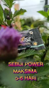 HQ LOBOOSE SUPER CANDY ORIGINAL  BERKESAN CANDY FOR MAN