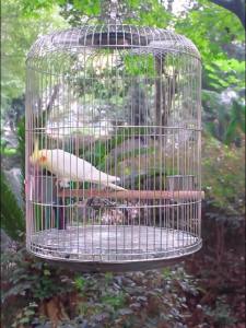 Birdcage DisplayPetCage bird trap cage for bird bird cage with divider Birdcage stainless steel bird cage size model portable 鸟笼子